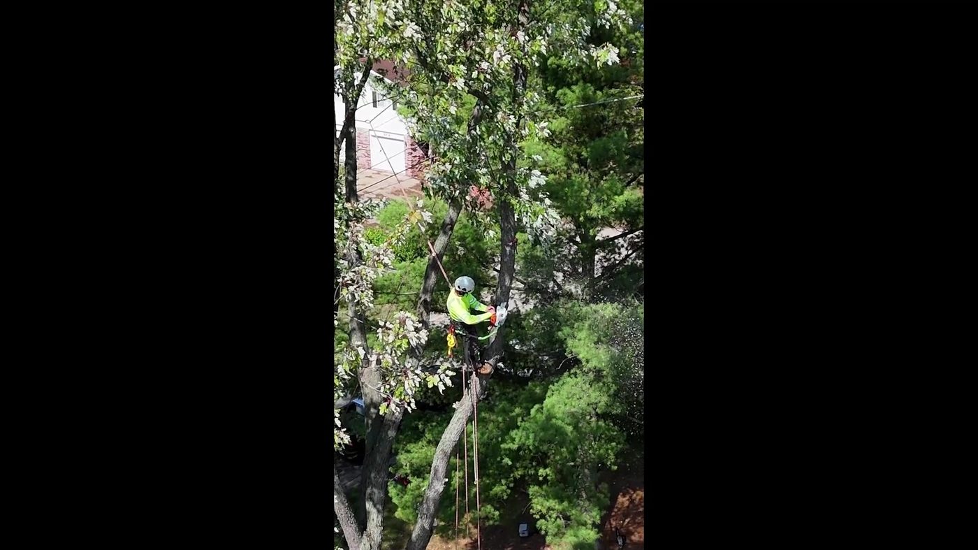 Climber ascending a tree, cutting branches on the way up