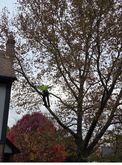 Tree removal job completed for a customer