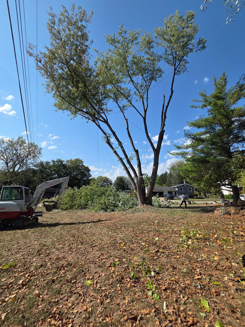 Tree section cut and staged for removal