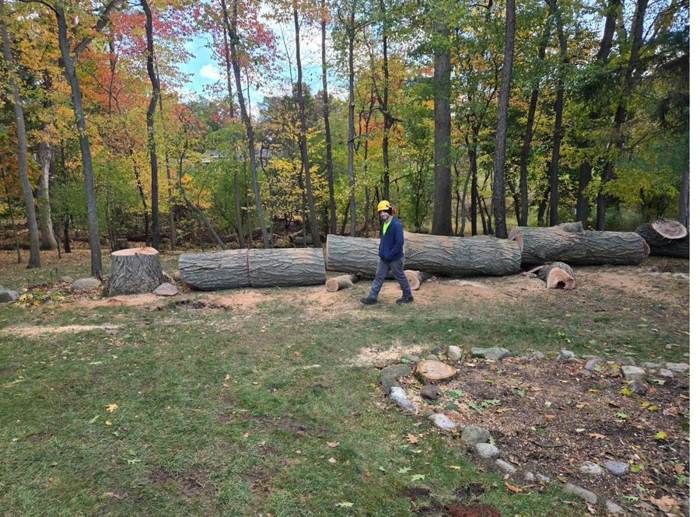 Tree service crew at work