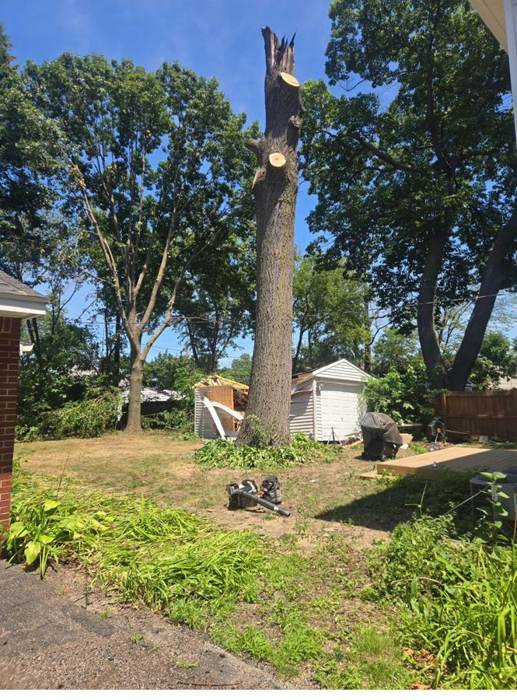 Completed tree care project