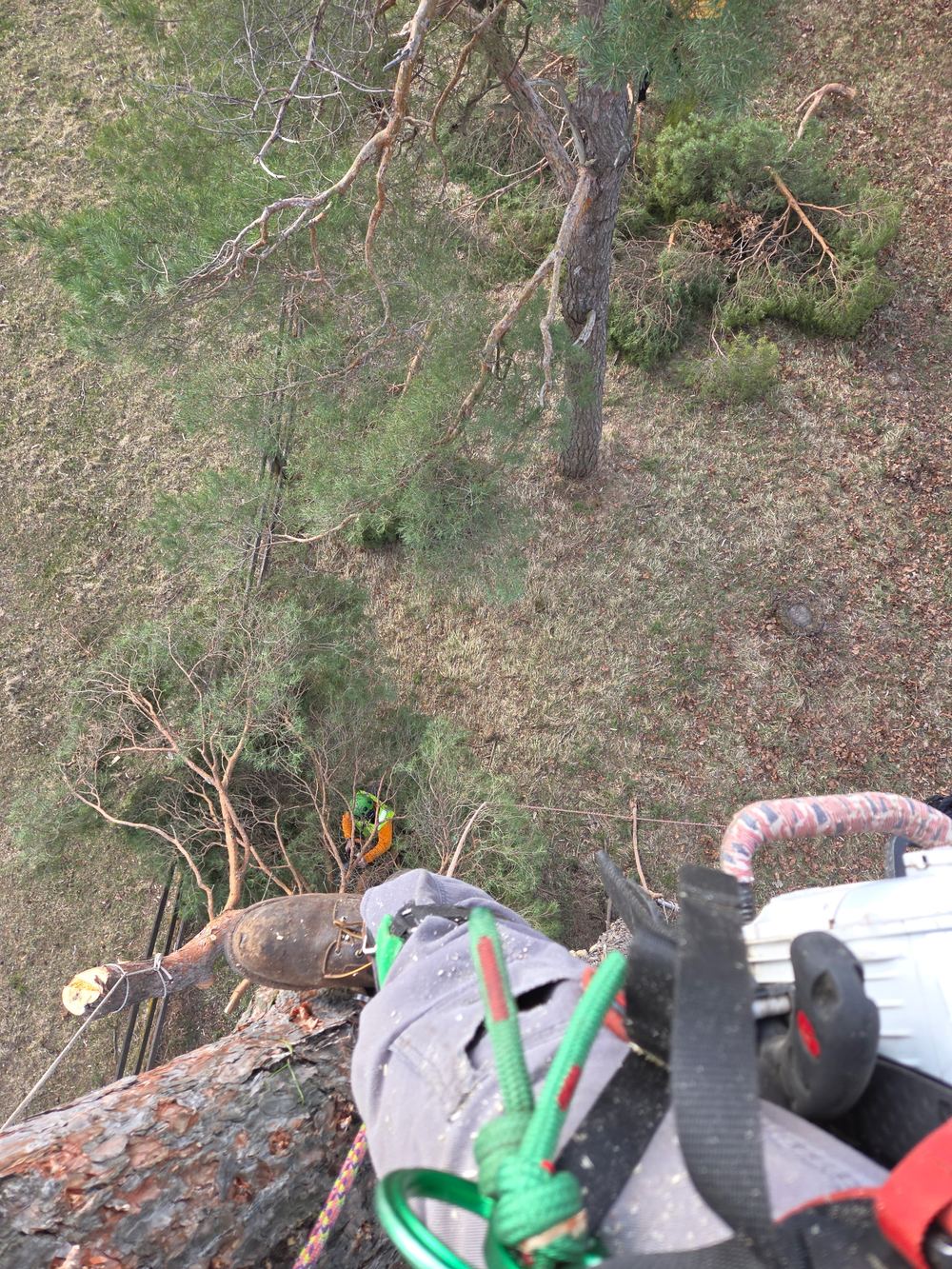 Climber working high in a tree during removal