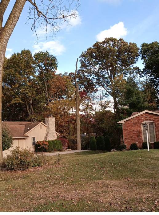 Tree on residential property