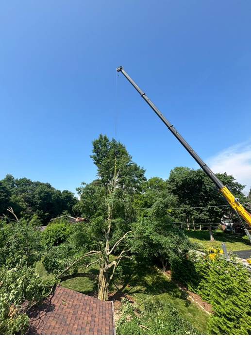 Crane-assisted rigging during large tree removal