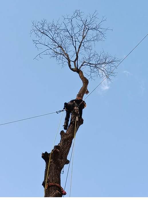 Large tree removal near property structures