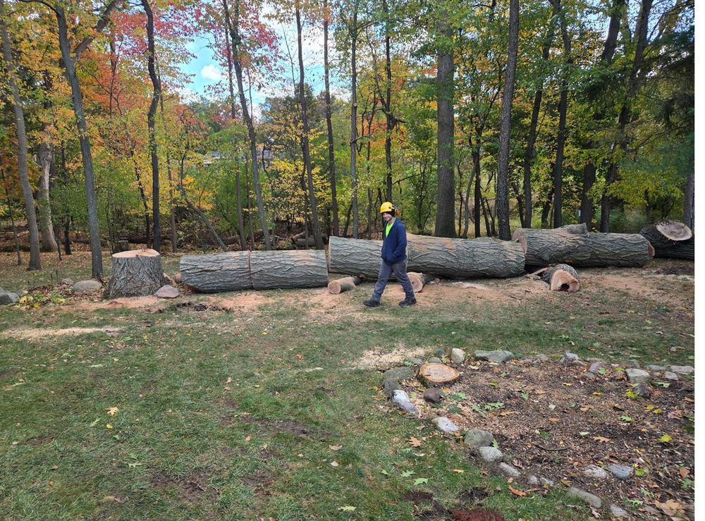 Cut logs staged for hauling after a removal