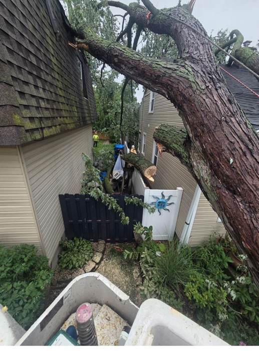 Tree care crew on the job