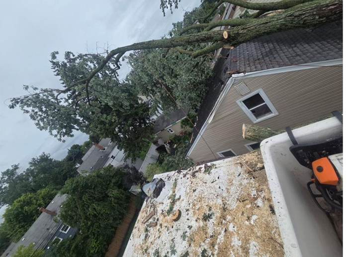 Tree removal and cleanup