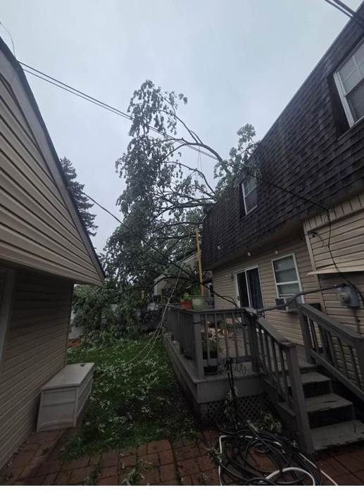 Hazard tree work near power lines