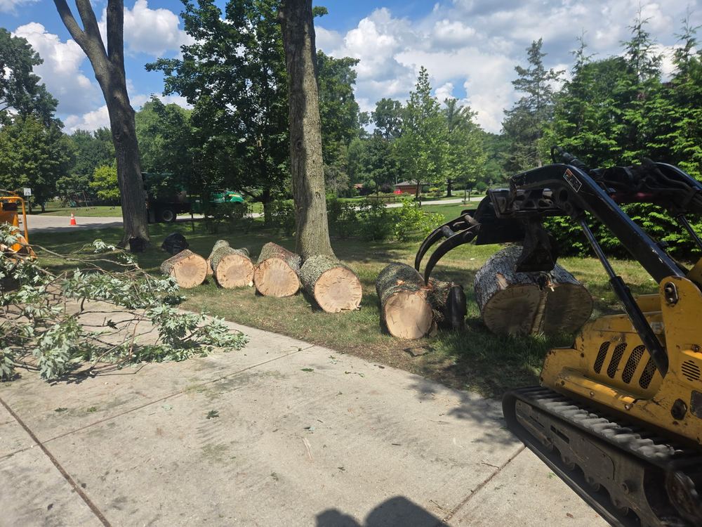 Tree care crew at work on a residential property
