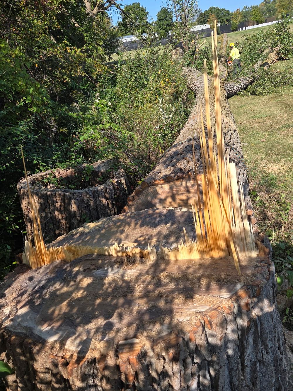 Tree removal and cleanup in progress