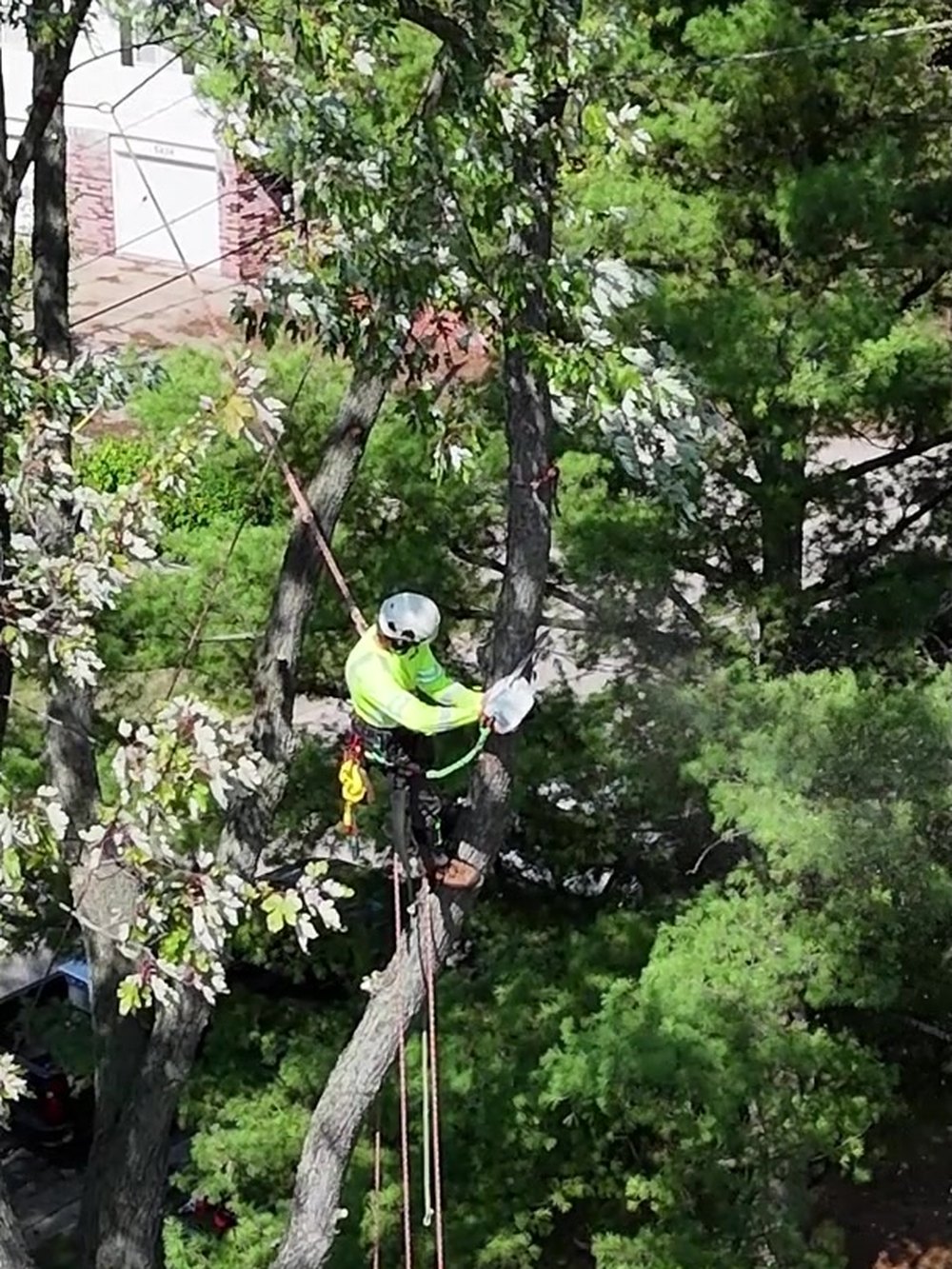Climber cutting branches high in a tree canopy